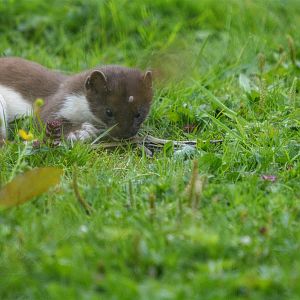Wild Stoat