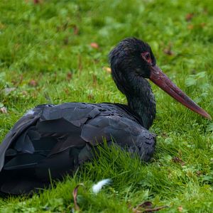 Black Stork