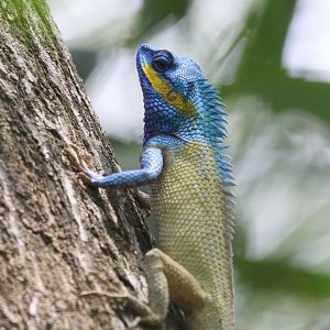 Lizard in Mui Ne, Vietnam