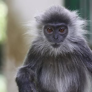 Annamese Silvered Langur