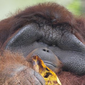 Orangutan