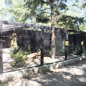 New Aviary for White Eared Pheasant and Azure-winged Magpies