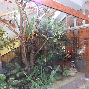 New Endangered Birds "they will only be a memory soon" Taxidermy Display