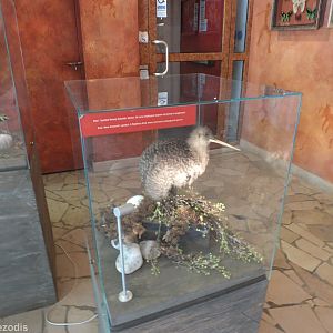 Taxidermy Kiwi