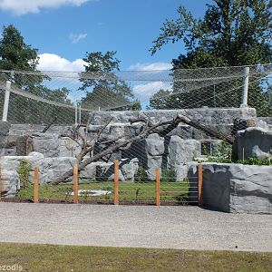 Brand New Snow Leopard Enclosure