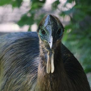 Juvenile Cassowary