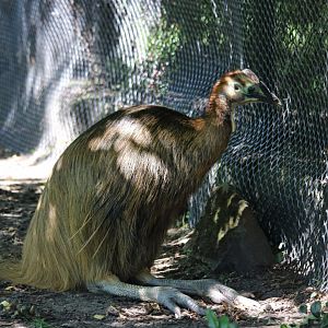 Juvenile Cassowary
