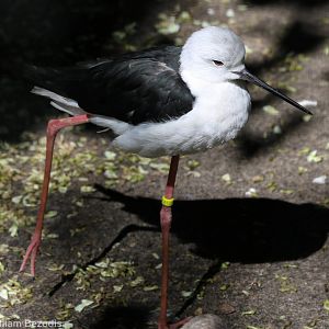 Black-winged Stilt