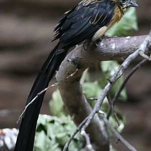 Unknown Widowbird - ID Please