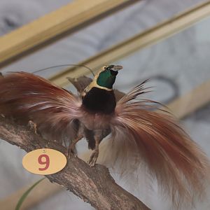 Taxidermy Raggiana Bird of Paradise