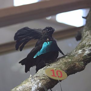 Taxidermy Superb Bird of Paradise