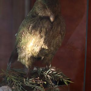 Taxidermy Kakapo