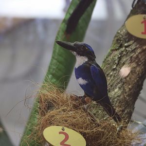 Taxidermy Blue-black Kingfisher Todiramphus nigrocyaneus (signed as Halcyon nigrocyanea)