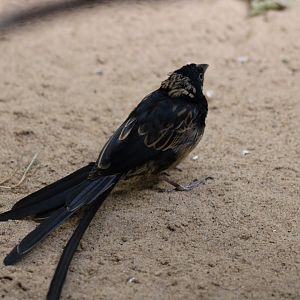 Unknown Widowbird - ID?