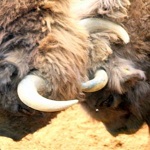 European bison; Whipsnade; 15th August 2017