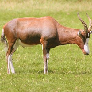 Blesbok; Whipsnade; 15th August 2017