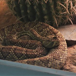 Mojave Green Rattlesnake at Cabarceno, 08/07/17