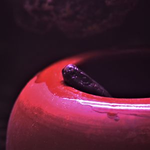 Arabian Cobra at Cabarceno, 08/07/17