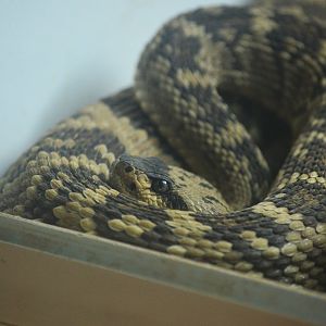 Black-tailed Rattlesnake at Cabarceno, 08/07/17