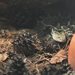Mexican Pygmy Rattlesnake at Cabarceno, 08/07/17