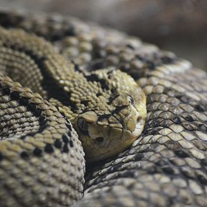 Northwestern Neotropical Rattlesnake at Cabarceno, 08/07/17