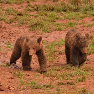 European Brown Bear Cubs at Cabarceno, 08/07/17