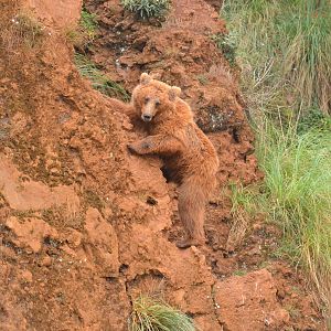European Brown Bear at Cabarceno, 08/07/17