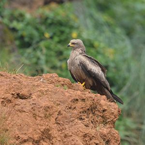 Black Kite (wild) at Cabarceno, 08/07/17
