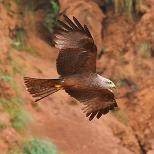Black Kite (wild) at Cabarceno, 08/07/17