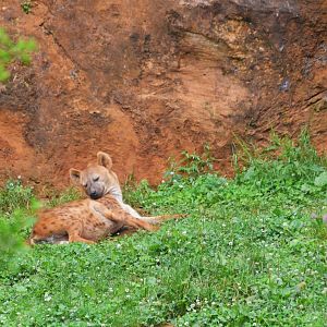 Spotte Hyaena at Cabarceno, 08/07/17