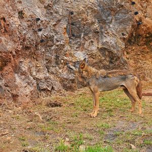 Iberian Wolf at Cabarceno, 08/07/17