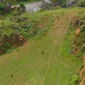 Guinea Baboons at Cabarceno, 08/07/17