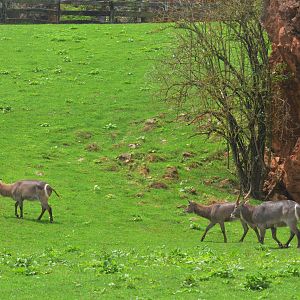 Ellipsen Waterbuck at Cabarceno, 08/07/17