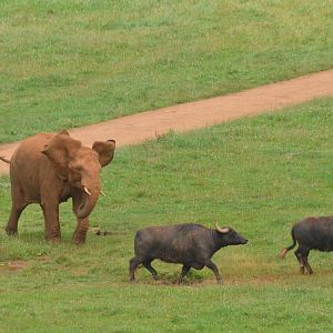 Playing with the Neighbours at Cabarceno, 08/07/17
