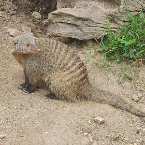 Banded Mongoose at Cabarceno, 08/07/17