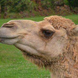 Dromedary at Cabarceno, 08/07/17