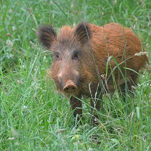 Iberian Wild Boar at Cabarceno, 08/07/17