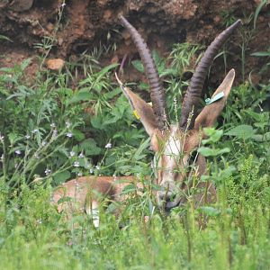 Cuvier's Gazelle at Cabarceno, 08/07/17