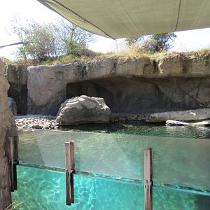 Harbor Seal Exhibit