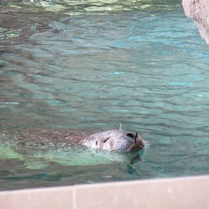 Harbor Seal