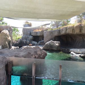 Harbor Seal Exhibit