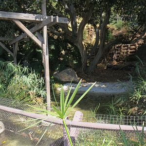 American Alligator Exhibit