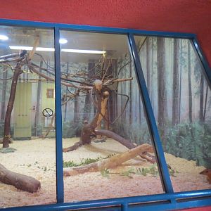 Nursery - Prevost's Squirrel / Malay Chevrotain Exhibit