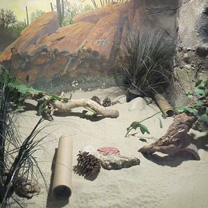 Desert Trail - Short Eared Elephant Shrew Exhibit