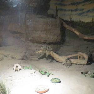 Desert Trail - Lesser Egyptian Jerboa Exhibit
