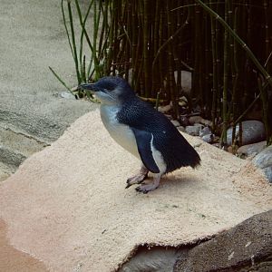 8/4/2017 - Blue Penguin