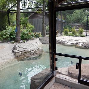 8/4/2017 - Blue Penguin Habitat