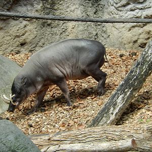 8/4/2017 - Babirusa