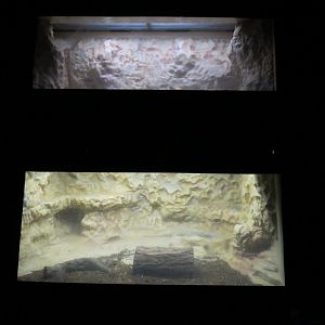 Desert Trail - Spiders and Scorpions (unidentified)