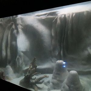 Desert Trail - Axolotl Exhibit